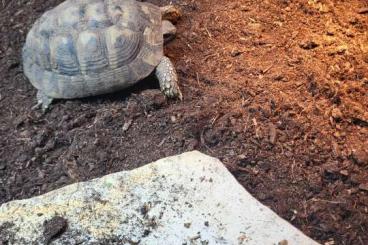 Landschildkröten kaufen und verkaufen Foto: Gebe THB 1.0 DNZ 2019 ab 