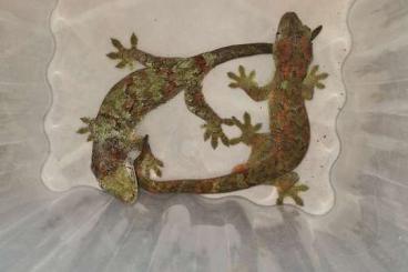Lizards kaufen und verkaufen Photo: Mniarogekko chahoua und Correlophus cilliatus adulte Paare zur Abgabe 