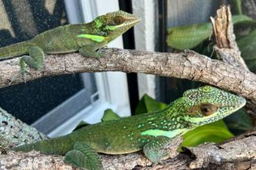 Lizards kaufen und verkaufen Photo: 0.0.4 Underwoodisaurus husbandi cb24       