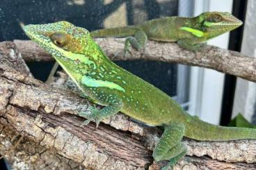 Echsen  kaufen und verkaufen Foto: 2.4 Anolis smallwoodi sauxuliceps cb24. Photos are from the parents an