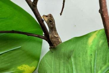 Lizards kaufen und verkaufen Photo: 3.3 Anolis bombiceps                             