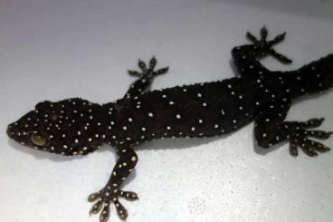 Echsen  kaufen und verkaufen Foto: 3.3 Gekko pradapdao (Khao Chan Cave Gecko)