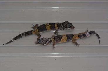 Lizards kaufen und verkaufen Photo: Eublepharis satpuarensis cb 2021