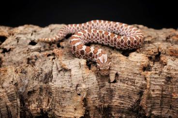 Schlangen kaufen und verkaufen Foto: 0.1 Heterodon Nasicus Hakennnasennatter 2023