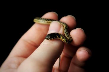 Snakes kaufen und verkaufen Photo: Thamnophis marcianus 100% het Albino Babys