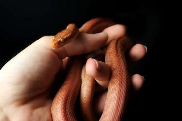 Schlangen kaufen und verkaufen Foto: Verschiedene Geckos / Schlangen Schlangen kaufen und verkaufen Foto: Verschiedene Geckos / Schlangen