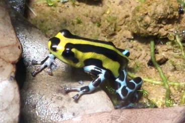 Poison dart frogs kaufen und verkaufen Photo: Ranitomeya lamasi Highland 1.0