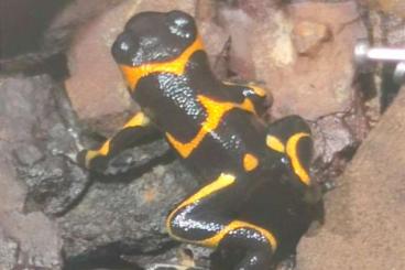 Poison dart frogs kaufen und verkaufen Photo: Ranitomeya imitator huallaga 