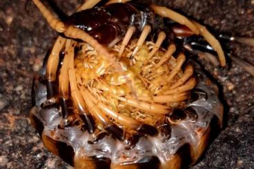 Myriapoda kaufen und verkaufen Photo: Scolopendra piceoflava (Sulawesi) Cb.2024 