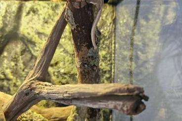 Lizards kaufen und verkaufen Photo: Kronengecko Correlophus ciliatus ENZ Lilly White Pinestripe 