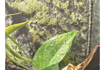 Lizards kaufen und verkaufen Photo: Kronengecko Correlophus ciliatus 0.3 abgabebereit 