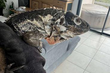 andere Echsen kaufen und verkaufen Foto: 1.1  Ctenosaura Palearis 