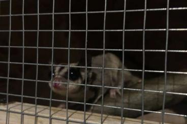 Exotic mammals kaufen und verkaufen Photo: Verkaufe ein Paar Sugar Glider