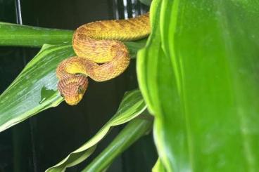 Giftschlangen kaufen und verkaufen Foto: Atheris squamigera zurabgabe 