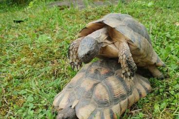 Schildkröten  kaufen und verkaufen Foto: Testudo marginata abzugeben 