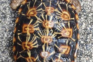 Schildkröten  kaufen und verkaufen Foto: Malacochersus tornieri abzugeben 