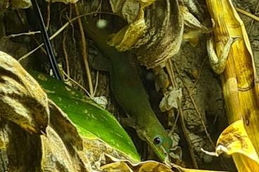 Geckos kaufen und verkaufen Foto: 0.1 Phelsuma laticauda inkl. Terrarium und Technik