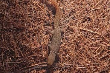 Geckos kaufen und verkaufen Foto: Suche sphaerodactylus difficilis Weibchen 