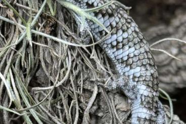 andere Echsen kaufen und verkaufen Foto: 1.1 Abronia Martindelcampoi