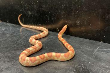 Schlangen kaufen und verkaufen Foto: Snakes (Boa and Python) for Hamm
