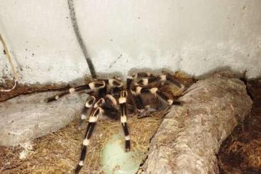 - bird spiders kaufen und verkaufen Photo: Hobbyaufgabe Spinnen Frösche und Geckos