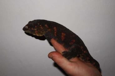 Geckos kaufen und verkaufen Foto: Subadultes Paar Rhacodactylus leachianus GT het melanistic