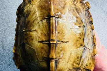 Schildkröten  kaufen und verkaufen Foto: Geoemyda japonica turtles !