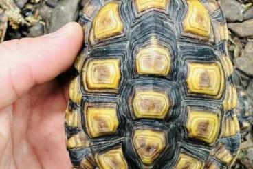 Landschildkröten kaufen und verkaufen Foto:  Homopus areolatus group adult 