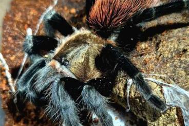 - bird spiders kaufen und verkaufen Photo: Vogelspinnen aus Leipzig für Abholung oder Versand 