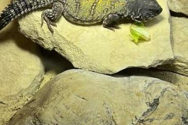 Echsen  kaufen und verkaufen Foto: Suche Uromastyx dispar Flavifasciata 1.0 Nz21-22