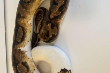 Königspythons kaufen und verkaufen Foto: Königspython Abgabeliste Ballpythons 