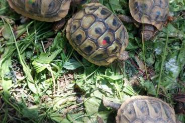 Landschildkröten kaufen und verkaufen Foto: Testudo hermanni, Griechische Landschildkröten Landschildkröten kaufen und verkaufen Foto: Testudo hermanni, Griechische Landschildkröten