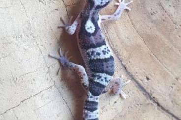 Echsen  kaufen und verkaufen Foto: Leopardgecko NZ Eublepharis macularius 