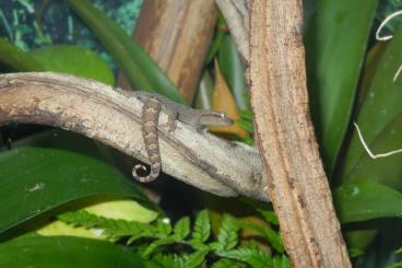 Geckos kaufen und verkaufen Photo: 3 Jungferngeckos - Lepidodactylus lugubris Geckos kaufen und verkaufen Photo: 3 Jungferngeckos - Lepidodactylus lugubris