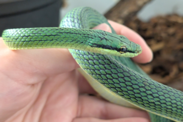 Colubrids kaufen und verkaufen Photo: 1.0 Gonyosoma Frenatum zu verkaufen Colubrids kaufen und verkaufen Photo: 1.0 Gonyosoma Frenatum zu verkaufen