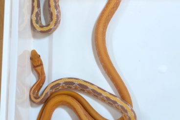 Nattern ungiftige kaufen und verkaufen Foto: Coelognathus Radiata 0.0.4 NZ 25 Nattern ungiftige kaufen und verkaufen Foto: Coelognathus Radiata 0.0.4 NZ 25