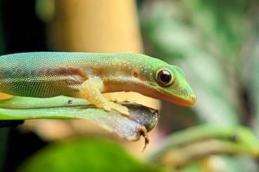 Geckos kaufen und verkaufen Foto: Phelsuma Pusilla Pusilla 