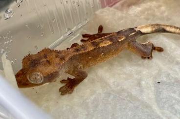 Geckos kaufen und verkaufen Photo: Correlophus Ciliatus 0.0.7 Verschiedene Morphen (Tangerine LW, etc.)