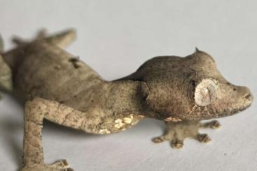 Geckos kaufen und verkaufen Photo: Uroplatus Phantasticus 1.1 DNZ 23