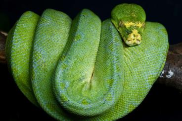 Pythons kaufen und verkaufen Photo: SUCHE/SEARCHING Morelia Viridis 1.0 Männchen  des Manokwari Typus