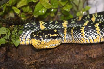 Venomous snakes kaufen und verkaufen Photo: Tropidolaemus wagleri cbb 2024