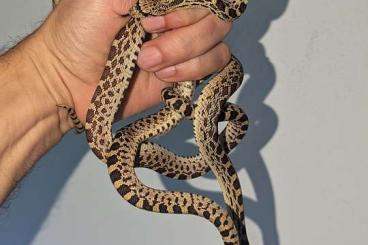 Snakes kaufen und verkaufen Photo: Pituophis catenifer sayi "Bull snake" NZ 2024