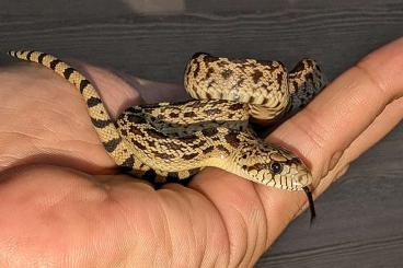 Schlangen kaufen und verkaufen Foto: Pituophis catenifer sayi "Bull snake" / Zamenis scalaris NZ 2024