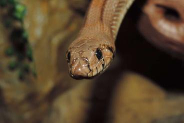 Snakes kaufen und verkaufen Photo: Zamenis scalaris 1.1 adult