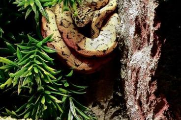 Snakes kaufen und verkaufen Photo: Corallus hortulanus gartenboa 