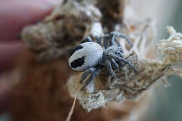 Spiders and Scorpions kaufen und verkaufen Photo: Stegodyphus lineatus ENZ ????