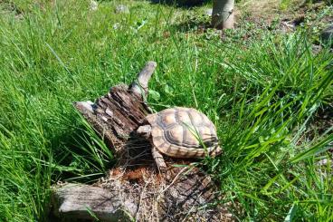 Tortoises kaufen und verkaufen Photo: Breitrandschildkröten testudo marginata Tortoises kaufen und verkaufen Photo: Breitrandschildkröten testudo marginata