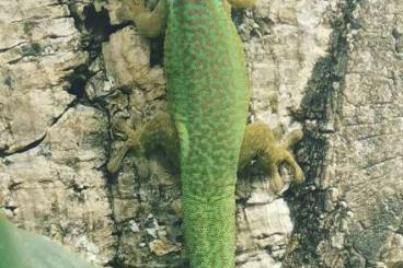 Geckos kaufen und verkaufen Foto: Phelsuma inexpectata & guimbeaui