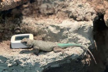 other lizards kaufen und verkaufen Photo: 2.2 sceloporus malachiticus other lizards kaufen und verkaufen Photo: 2.2 sceloporus malachiticus