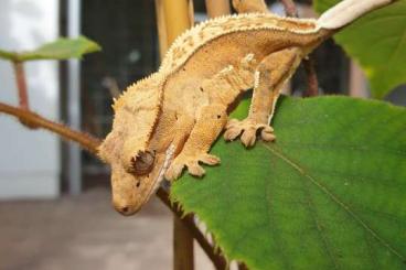 Geckos kaufen und verkaufen Photo: Kronengecko (Correlophus ciliatus) 1.0